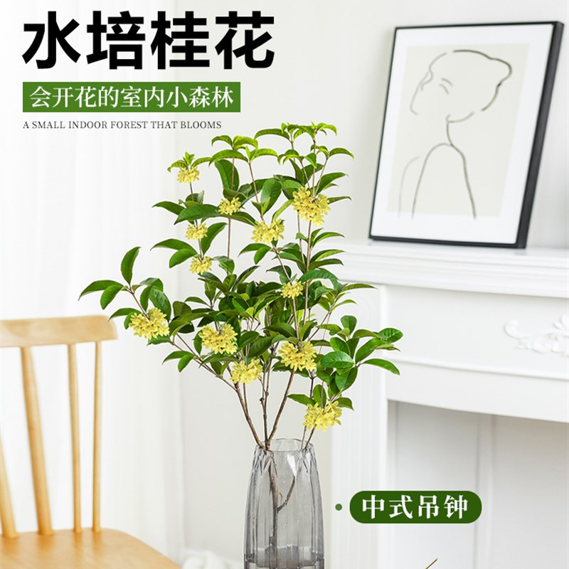 水培桂花盆栽树苗水养植物四季桂花鲜切花浓香型室内好养绿植花卉
