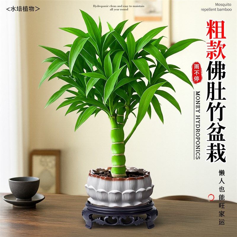 好运罗汉竹子老桩佛肚竹盆栽植物办公室内桌面绿植盆景招财好养活,鲜花速递/花卉仿真/绿植园艺,绿植,淘宝优惠券,粉丝福利购,淘宝优惠卷