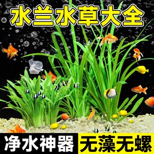水兰水草鱼缸净化水质的大小龙舌兰细叶水韭菜阴性前后景新手造景