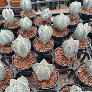 恩冢鸾凤玉Astrophytum myriostigma