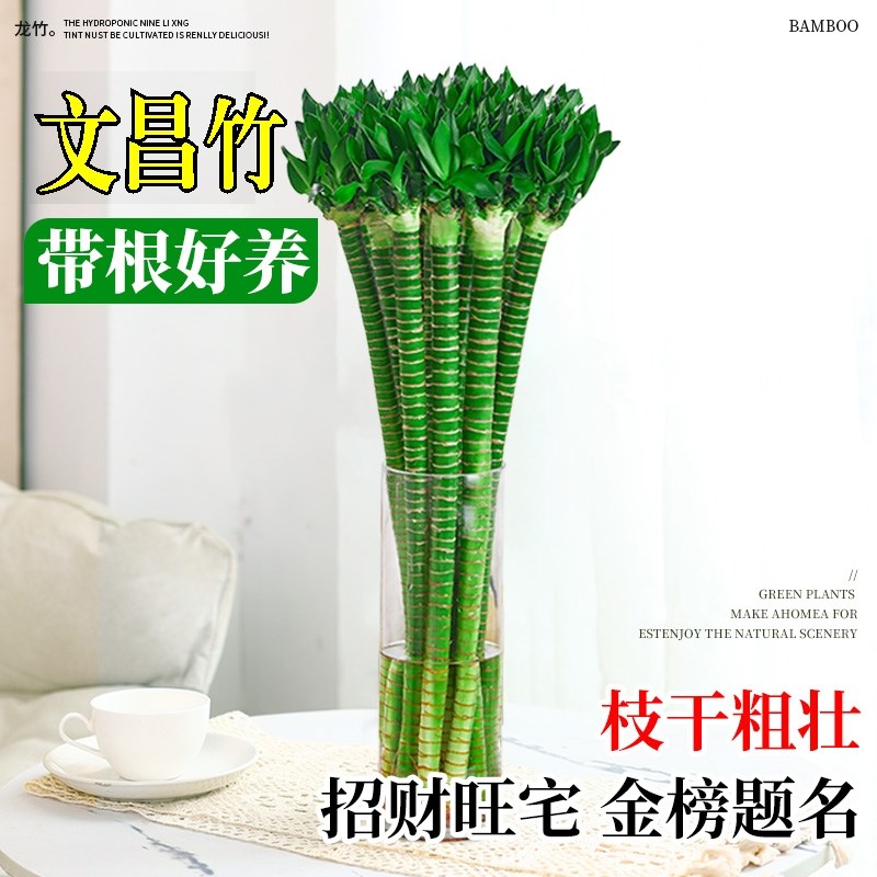 富贵文昌竹4只金榜题名水养招财节节高龙竹带根水培植物室内好养