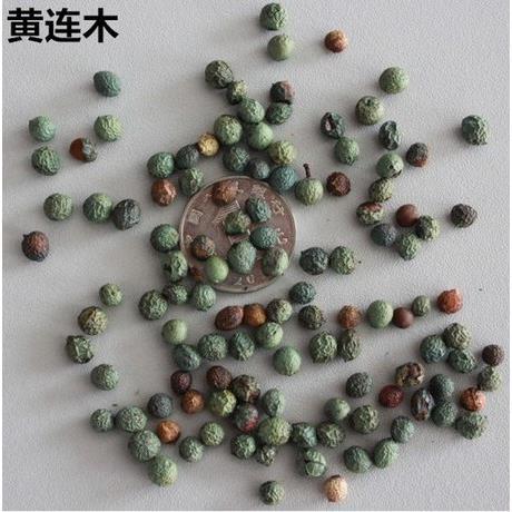 林木种子 新采黄连木种子 黄连木种籽 当年新种子 出芽率高