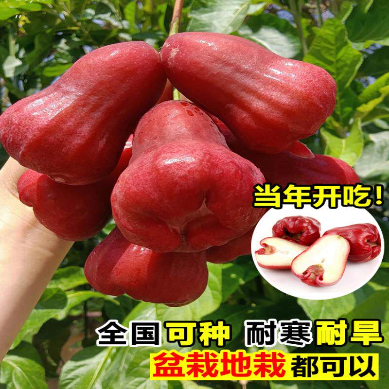 莲雾苗带花苞盆栽盆景黑金刚莲雾苗四季种植当年结果莲雾苗嫁接苗