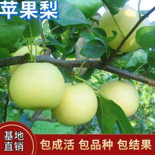 苹果梨树果苗南北方庭院地栽种植特大梨树活苗盆栽嫁接苗当年结果