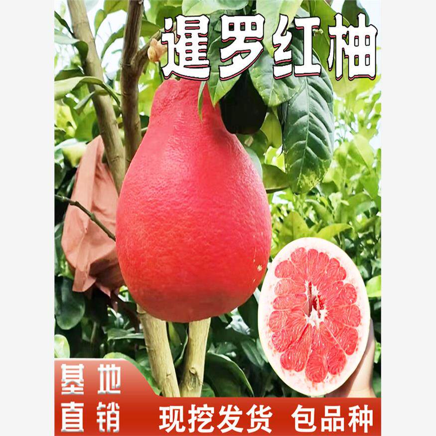 泰国暹罗红柚苗香水红柚南方阳台庭院地栽盆栽红心柚子树嫁接种植