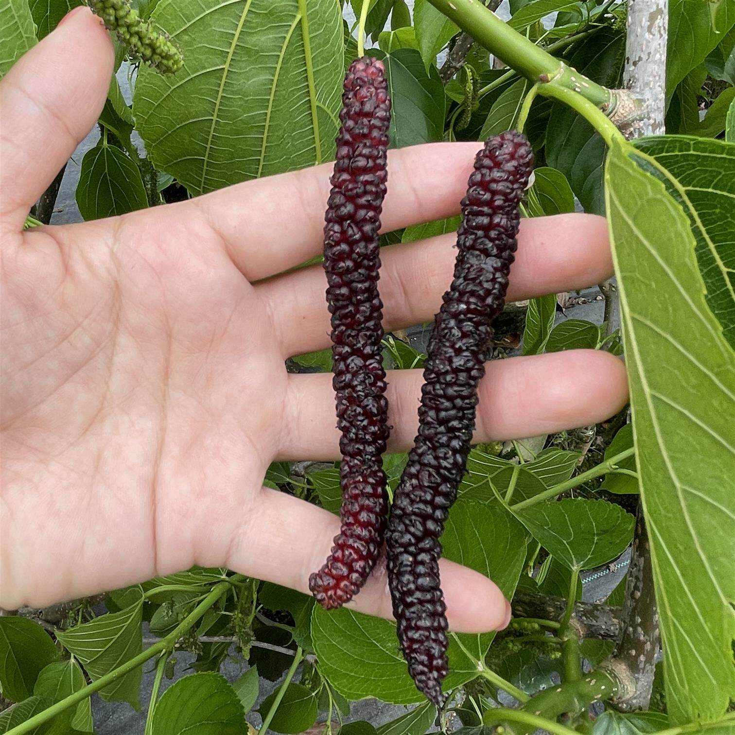 正宗嫁接台湾桑葚树苗无籽长果桑苗四季果短果桑南方果树果苗