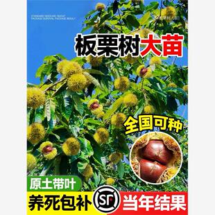 板栗树苗嫁接毛栗子地栽特大树苗果树果苗南北方种植当年结果好养