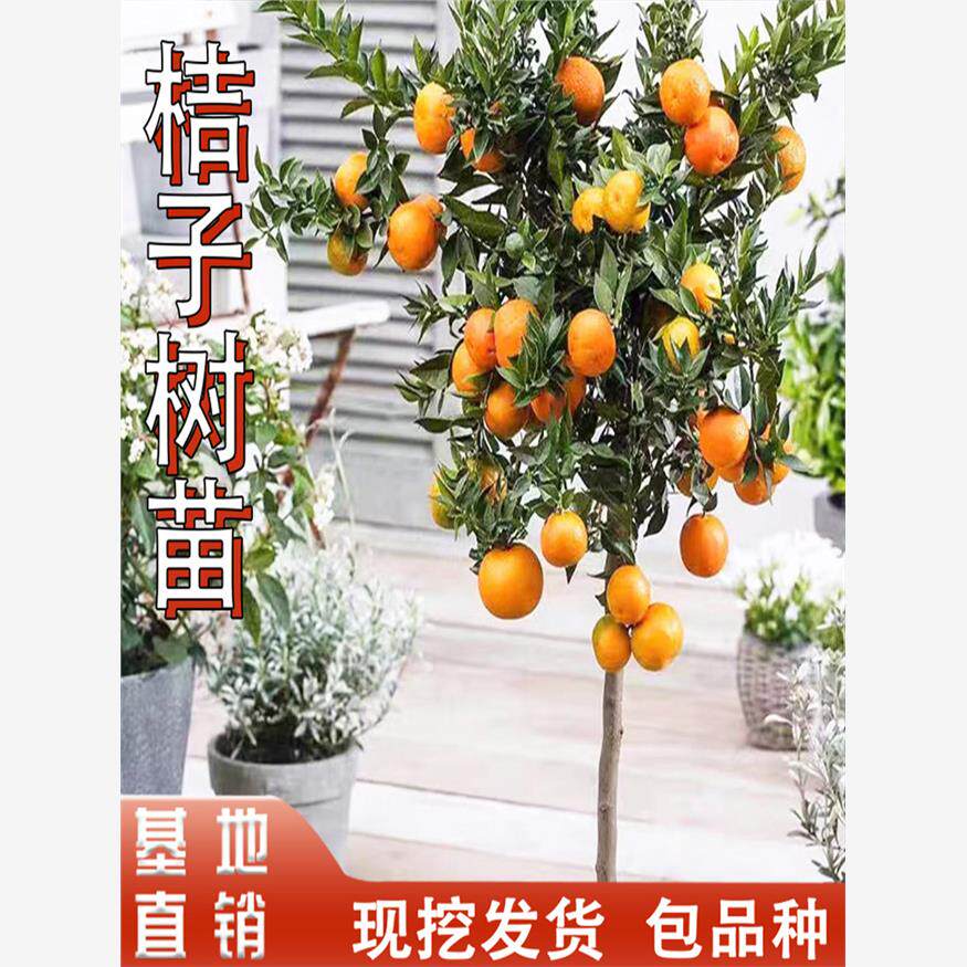 沙糖橘苗橘子树砂糖橘树苗盆栽地栽桔子树苗南方庭院果树橘子苗树