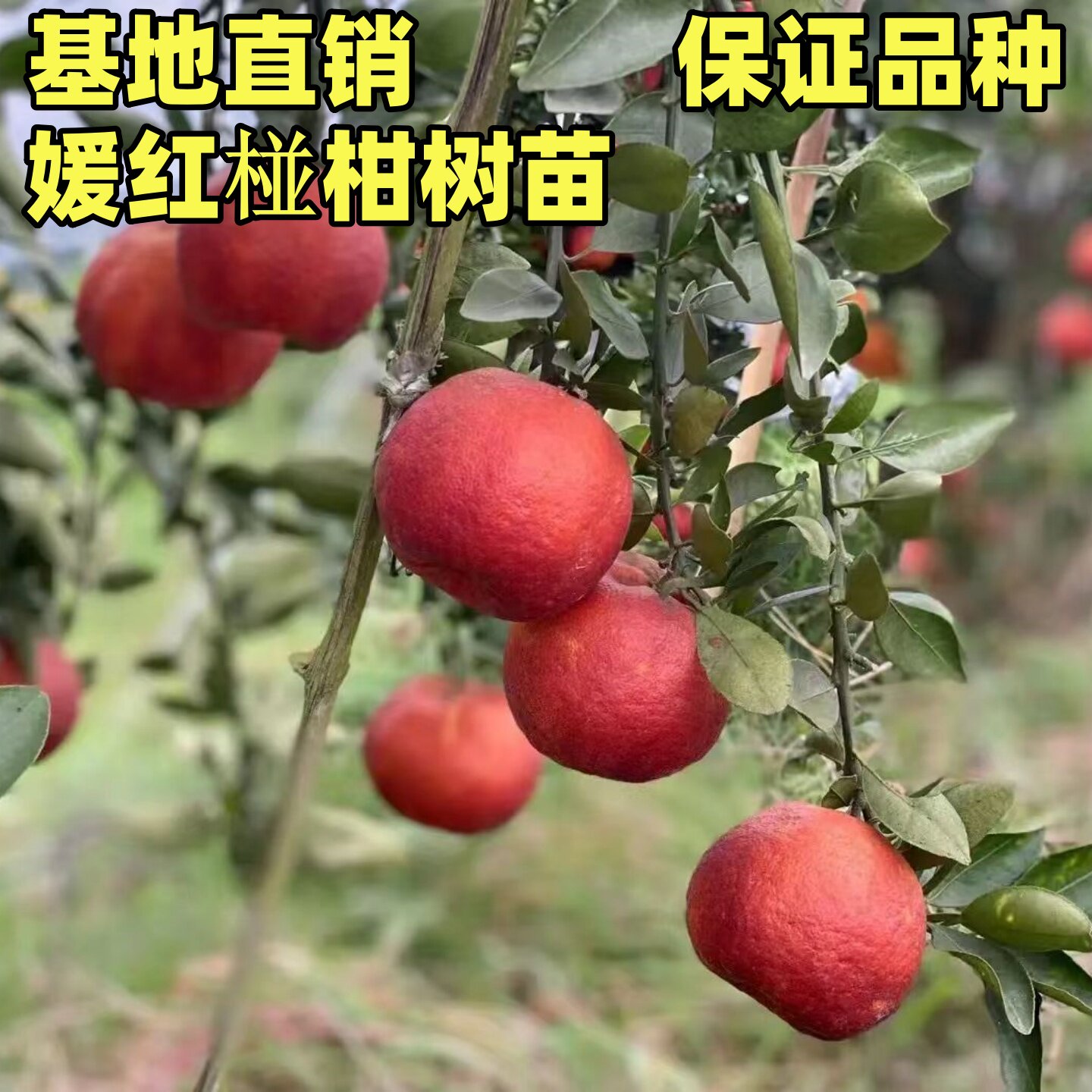 媛红椪柑树苗红韵血柑树苗庭院阳台盆栽地栽特大紫美人柑橘果树苗