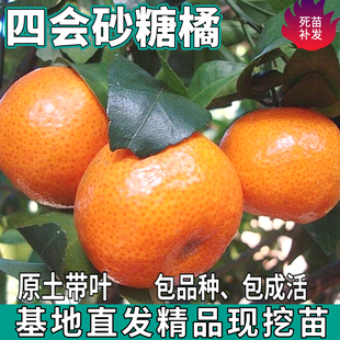 四会砂糖桔树苗南北方地栽盆栽庭院嫁接无籽沙糖橘子树苗当年结果