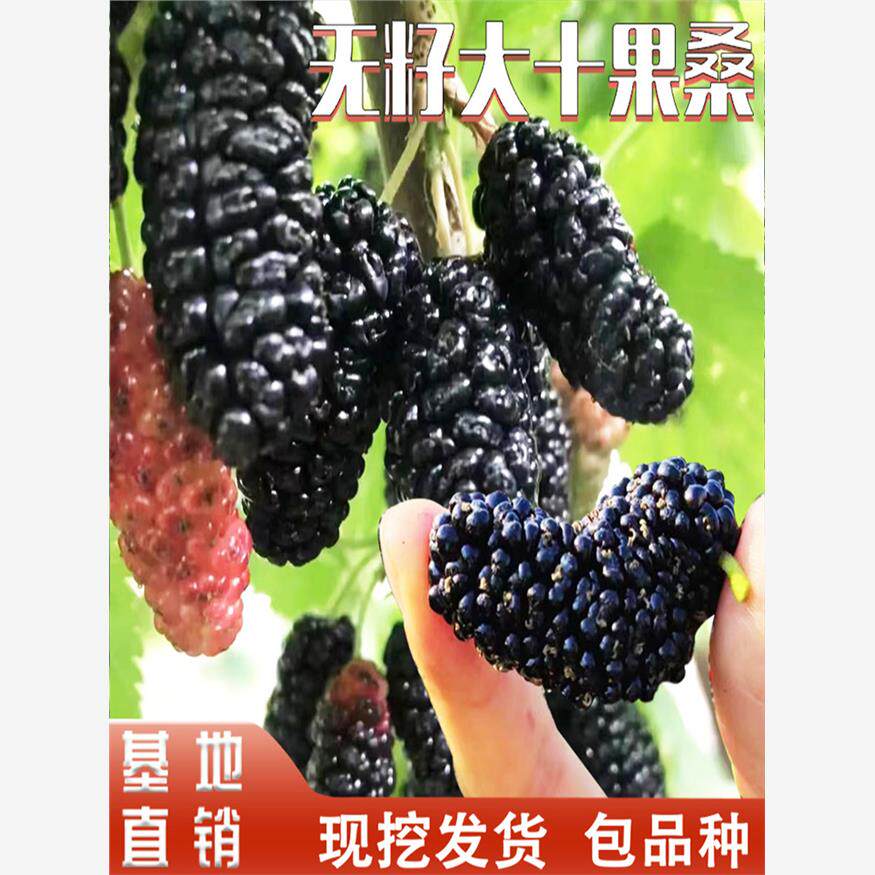 无籽大十桑葚树苗嫁接种植桑葚果树苗南北方盆栽庭院地栽当年结果