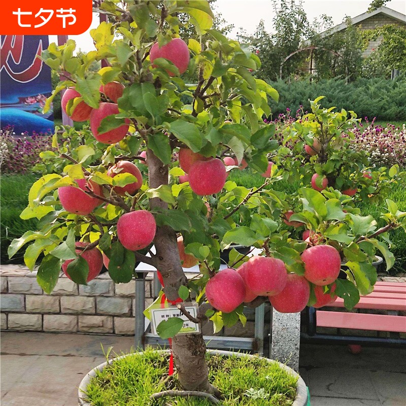 矮化苹果树苗室内外种植