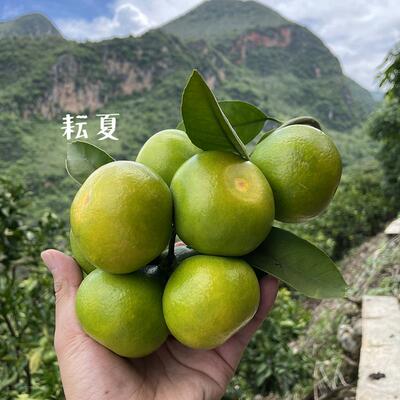 特早熟蜜桔树苗新品种日