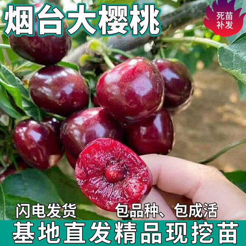 烟台大樱桃树苗南北方地