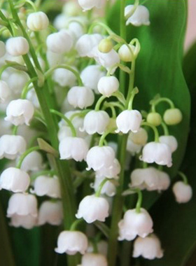 四季浓香小型绿植铃兰花苗盆栽花阳台桌面室内外芳香观花花卉植物