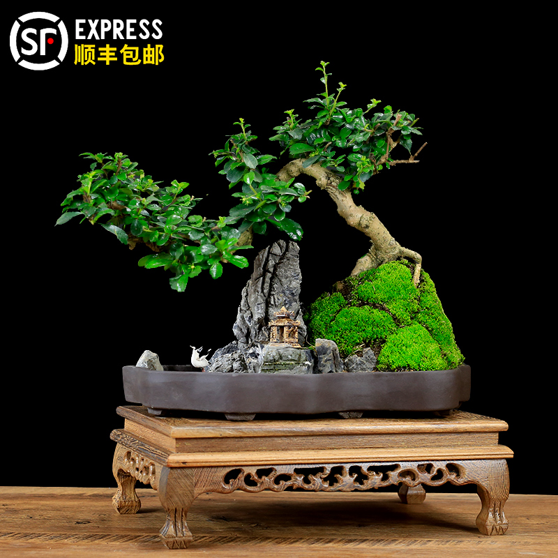 福建茶盆景山水假山石造型植物室内客厅办公室桌面绿植盆栽摆件