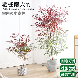 南天竹盆栽丛生老桩南天竺耐寒绿植庭院造景阳台客厅室内好养植物