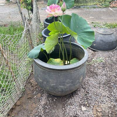 高档包邮老北园京金鱼土陶水泥缸养荷花睡莲景花黑风非陶造瓷盆大