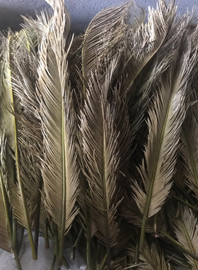 铁树叶干花 10支枯叶子 铁树枯叶婚庆装饰造景布置拍摄道具摆包邮