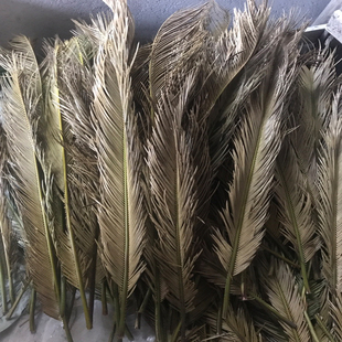 铁树叶干花 10支枯叶子 铁树枯叶婚庆装饰造景布置拍摄道具摆包邮