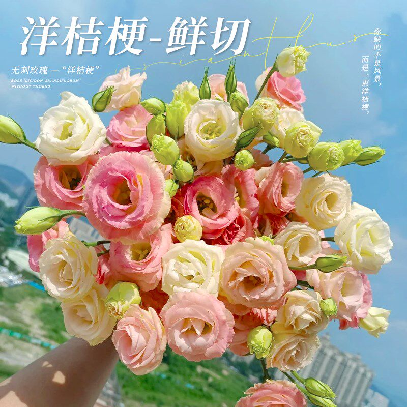 洋桔梗鲜花花束重瓣云南鲜花基地直发白紫色洋桔梗水养插花鲜切花