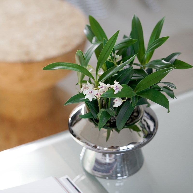 撒哈拉植物有淡香带花苞白色香水石斛办公室桌面窗台迷你花卉盆栽