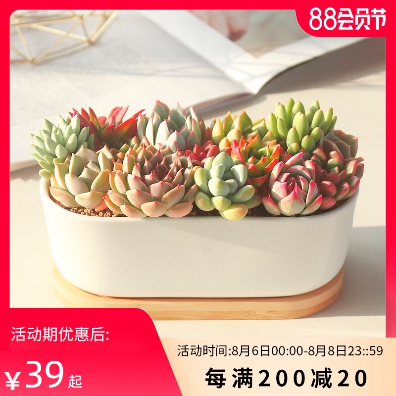 镜绿繁花似锦【成品发货】多肉植物组合新款肉肉室内花卉陶瓷盆栽