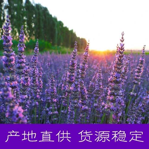 新疆伊犁薰衣草干花束客厅熏衣草家居装饰摆设真花安神助眠小清新