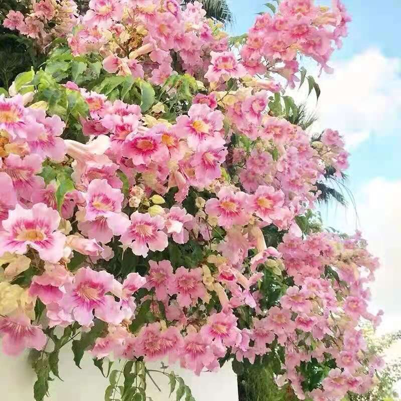 粉色凌霄花大苗盆栽爬藤花卉植物开花多阳台庭院四季攀援浓香紫藤