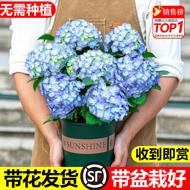无尽夏绣球花盆栽带花苞老桩花苗室内外阳台庭院四季开花绿植花卉