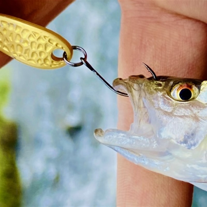 湛道亮片  陨石 溪流之刃 路亚饵 假饵 马口军鱼翘嘴  鱼某人