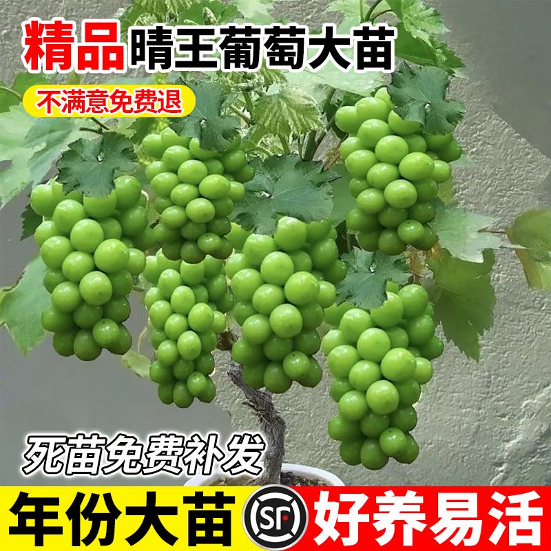 阳光玫瑰葡萄树苖无核巨峰