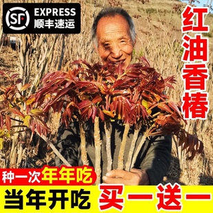 红油苗绿油南方正宗种植苗香椿树地香椿果树北方食用盆栽栽苗四季