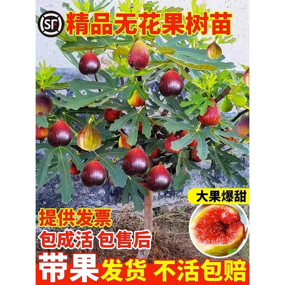 无花果树苗特大矮化带土南