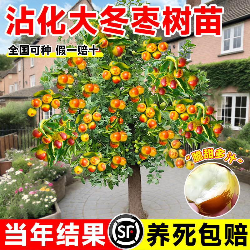 冰糖脆枣树活苗沾化冬大超