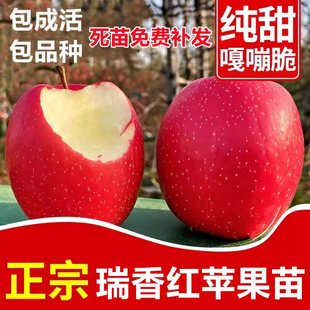 瑞香红苹果树苗正宗矮化全红晚熟特大脆甜浓果25苹果苗南北方种植