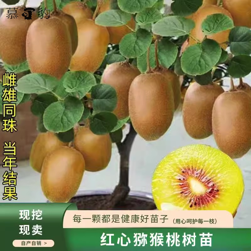 种植自花受粉猕猴桃结果树