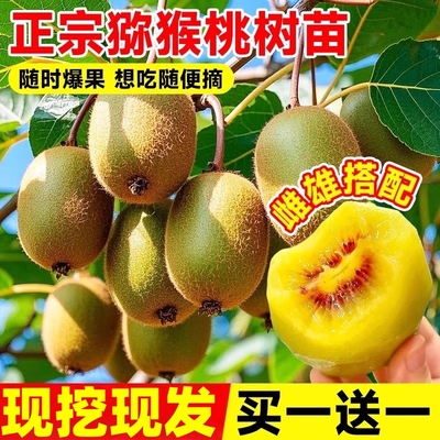 猕猴桃树果苗嫁接红心软枣