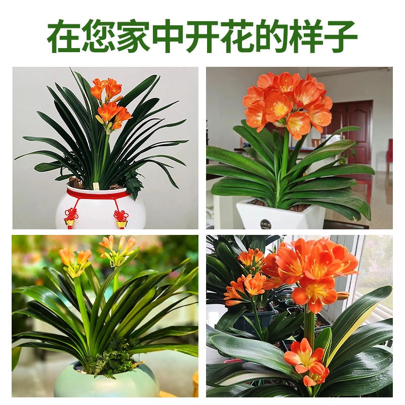 名贵君子兰盆栽带花苞四季花卉植物室内外阳台客厅适合懒人养的花