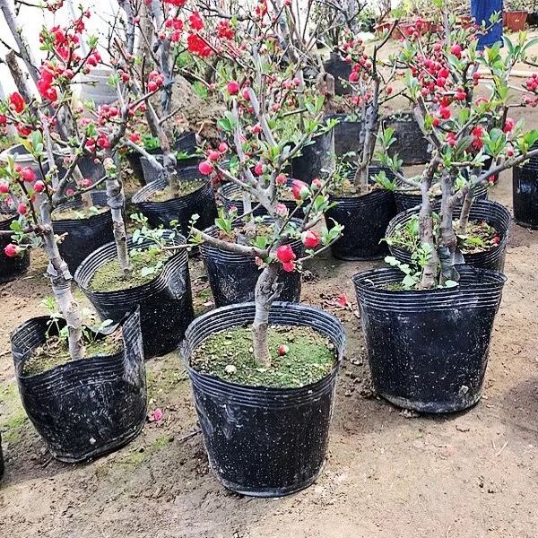 海棠花盆栽花卉植物室内花四季海棠树苗盆景树桩好养的花四季开花