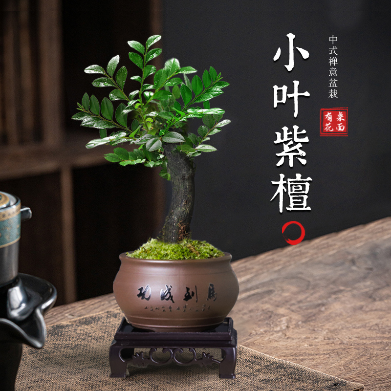小叶紫檀盆景树苗木盆栽绿植物室内办公室客厅桌面花卉好养活四季