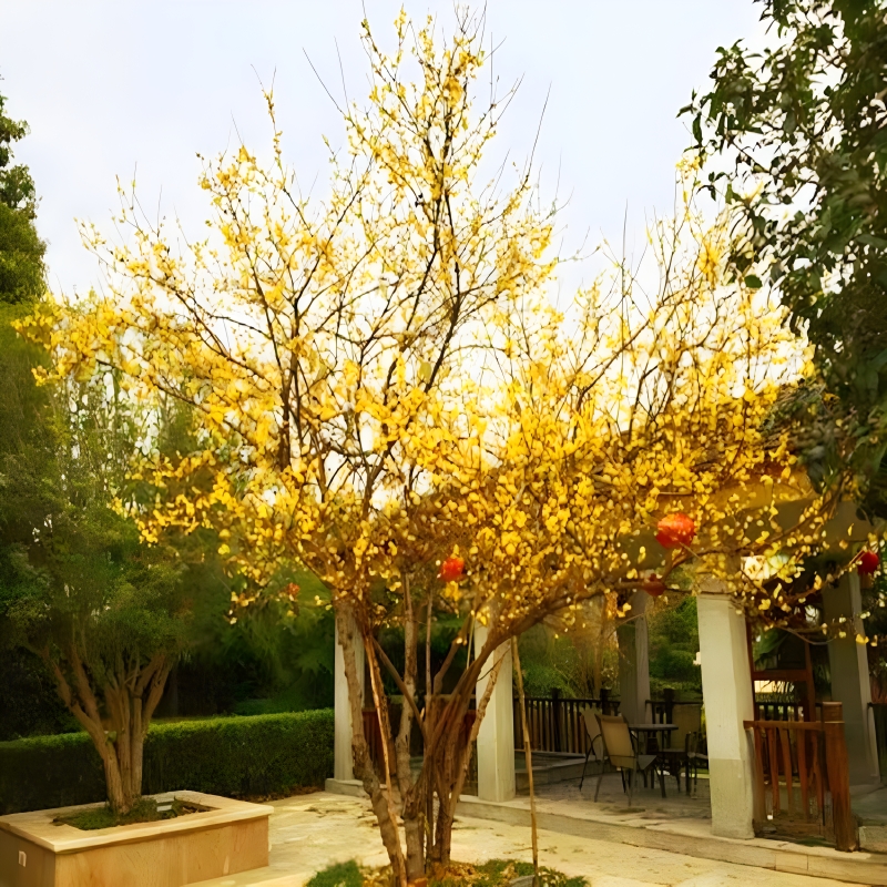 腊梅花树苗盆栽梅花盆景原生腊梅耐寒老桩浓香型花卉植物阳台花苗