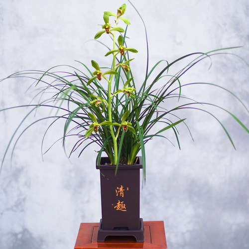 【蕙兰仙绿梅】兰花苗名贵兰草盆栽国兰花卉植物浓香室内阳台好养