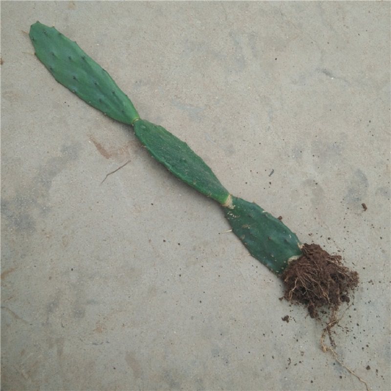 黄大刺仙人掌盆栽植物 嫁接蟹爪兰用的黄花仙人掌 带根 不带花