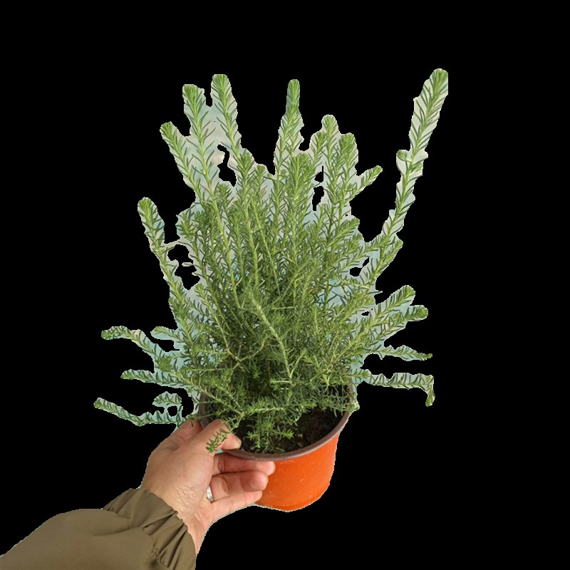 澳洲米花树盆栽庭院阳台花苗多年生常绿灌木花卉易养白色花镜植物