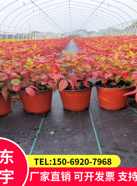 90克/黑色防草布园艺地布pp果园盖草布1米宽编织土工布可用3年