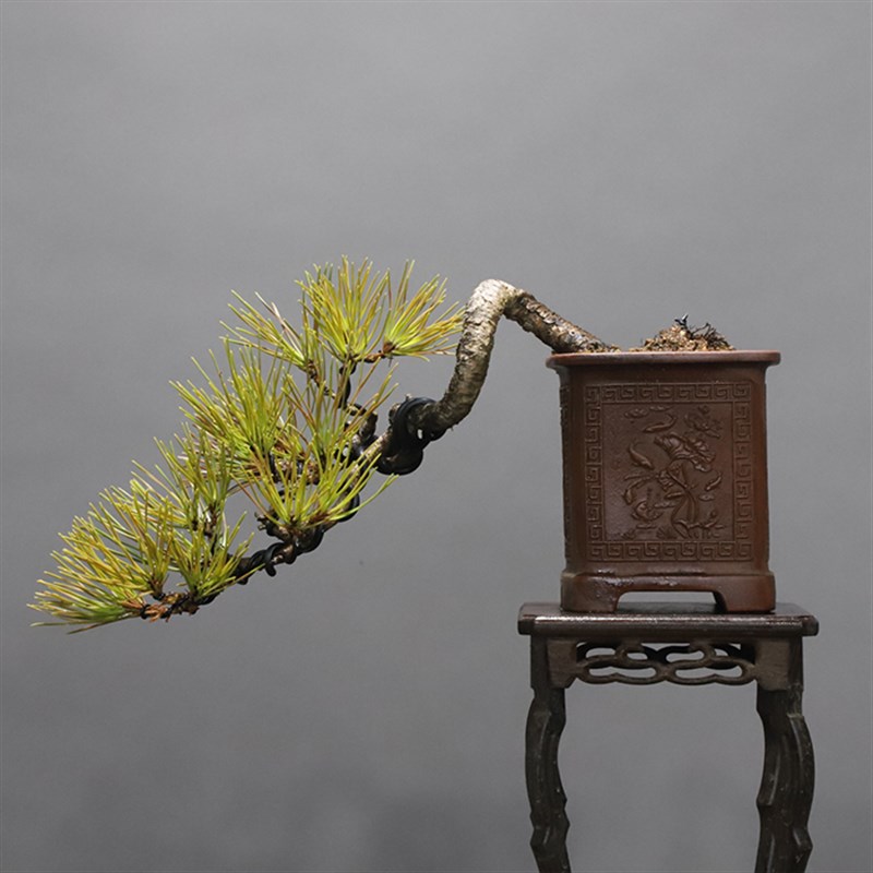 爆皮小黑松掌上盆景茶台盆景办公桌绿植掌上盆栽耐旱耐冻植物送礼