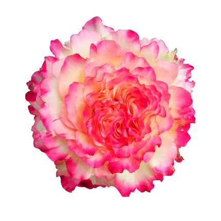 花型如莲复色月季莲花室内外阳台观花浓香绿植花卉盆栽玫瑰花苗