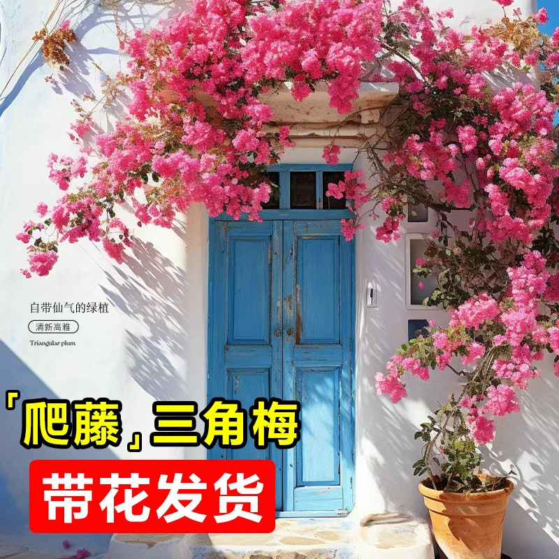 三角梅爬藤四季开花植物阳台盆栽带花耐寒蔷薇花苗冬季不怕冷花卉
