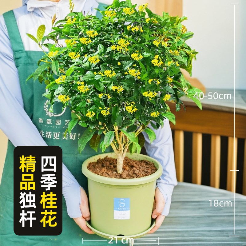 独杆四季桂花盆栽树苗月月桂室外庭院阳台绿植花卉盆栽四季开花